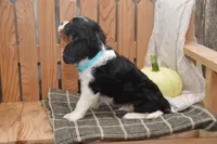 Wade, a male Cavalier King Charles Spaniel for sale in Millmont, PA – 5 of 5