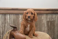 Lucas, a male Cavapoo for sale in Millmont, PA – 4 of 4