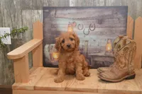 Libby, a female Cavapoo for sale in Millmont, PA – 2 of 4