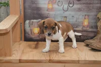 Faith, a female Jack Russell Terrier and Pug for sale in Millmont, PA – 3 of 4
