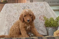 Sonny, a male Goldendoodle for sale in Millmont, PA – 4 of 4