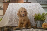 Shelby, a female Goldendoodle for sale in Millmont, PA – 2 of 6