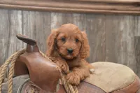 Lakoda, a male Cavapoo for sale in Millmont, PA – 3 of 7