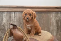 Lassie, a female Cavapoo for sale in Millmont, PA – 3 of 4