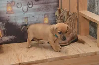 Fletcher, a male Jack Russell Terrier and Pug for sale in Millmont, PA – 3 of 5
