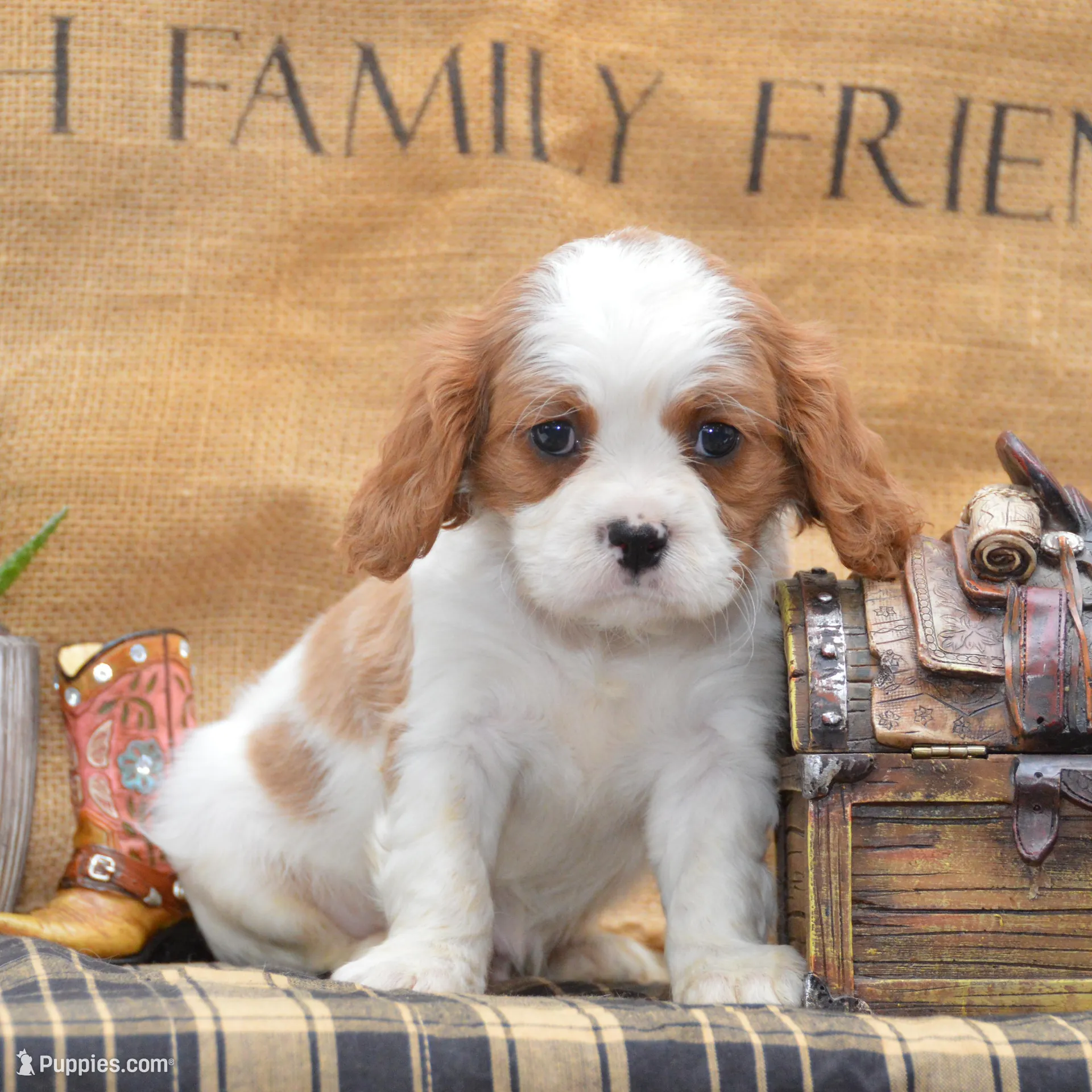 Cranston – Cavalier King Charles Spaniel puppy for sale in Millmont, PA