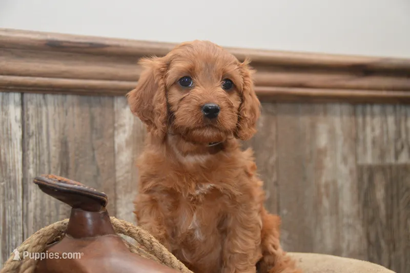 Libby – Cavapoo puppy for sale in Millmont, PA