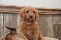 Libby, a female Cavapoo for sale in Millmont, PA – 1 of 4