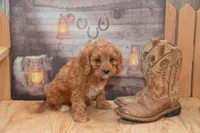 Lassie, a female Cavapoo for sale in Millmont, PA – 4 of 4