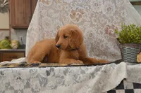 Skipper, a male Goldendoodle for sale in Millmont, PA – 4 of 5