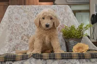Spencer, a male Goldendoodle for sale in Millmont, PA – 2 of 5
