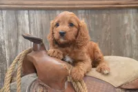 Lakoda, a male Cavapoo for sale in Millmont, PA – 4 of 7