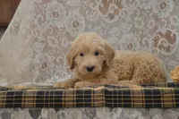 Skyler, a male Goldendoodle for sale in Millmont, PA – 2 of 4