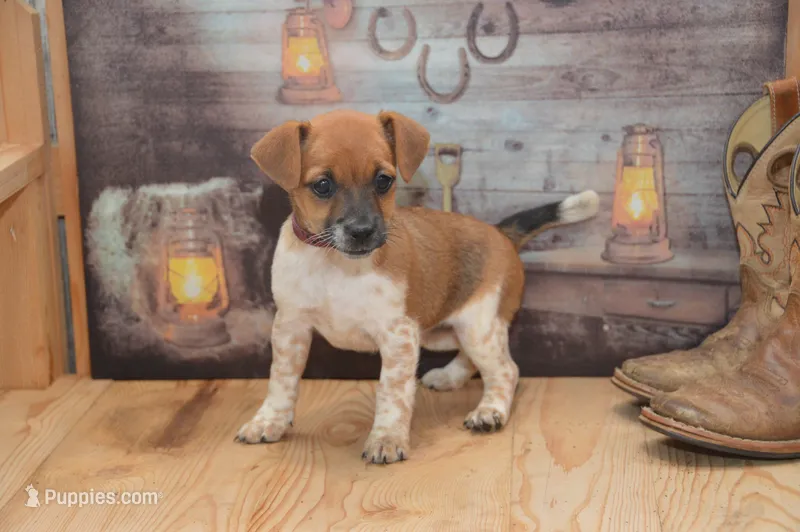 Fern – Jack Russell Terrier, Pug puppy for sale in Millmont, PA