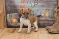 Fern, a female Jack Russell Terrier and Pug for sale in Millmont, PA – 1 of 6