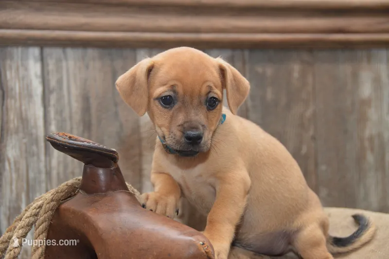 Fletcher – Jack Russell Terrier, Pug puppy for sale in Millmont, PA