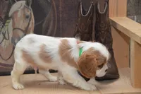 Creed, a male Cavalier King Charles Spaniel for sale in Millmont, PA – Photo 3 of 5