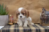 Creed, a male Cavalier King Charles Spaniel for sale in Millmont, PA – Photo 4 of 5