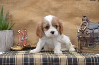 Creed, a male Cavalier King Charles Spaniel for sale in Millmont, PA – Photo 5 of 5