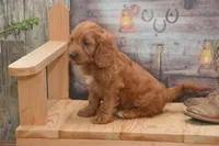 Lakoda, a male Cavapoo for sale in Millmont, PA – 2 of 7