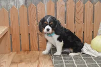 Wade, a male Cavalier King Charles Spaniel for sale in Millmont, PA – 4 of 5