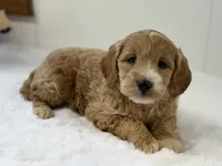 Sadie, a female Miniature Goldendoodle for sale in Dundee, NY – Photo 10 of 10