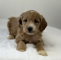 Sadie, a female Miniature Goldendoodle for sale in Dundee, NY – Photo 5 of 10