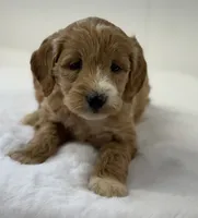Sadie, a female Miniature Goldendoodle for sale in Dundee, NY – Photo 6 of 10