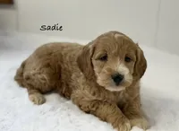 Sadie, a female Miniature Goldendoodle for sale in Dundee, NY – Photo 1 of 10