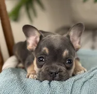 Wyatt, a male French Bulldog for sale in Dundee, NY – Photo 5 of 10