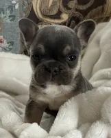 Wyatt, a male French Bulldog for sale in Dundee, NY – Photo 7 of 10