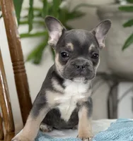 Wyatt, a male French Bulldog for sale in Dundee, NY – Photo 1 of 10