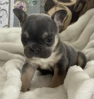 Wyatt, a male French Bulldog for sale in Dundee, NY – Photo 9 of 10