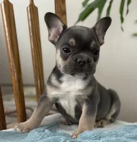 Wyatt, a male French Bulldog for sale in Dundee, NY – Photo 3 of 10