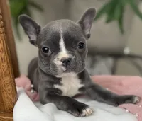 Winnie, a female French Bulldog for sale in Dundee, NY – Photo 2 of 9