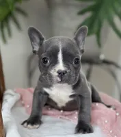 Winnie, a female French Bulldog for sale in Dundee, NY – Photo 1 of 9