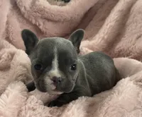 Winnie, a female French Bulldog for sale in Dundee, NY – Photo 9 of 9