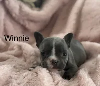 Winnie, a female French Bulldog for sale in Dundee, NY – Photo 8 of 9
