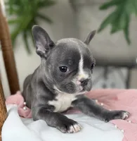 Winnie, a female French Bulldog for sale in Dundee, NY – Photo 3 of 9