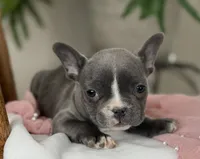 Winnie, a female French Bulldog for sale in Dundee, NY – Photo 4 of 9