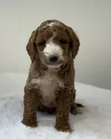 Sawyer, a male Miniature Goldendoodle for sale in Dundee, NY – Photo 9 of 10