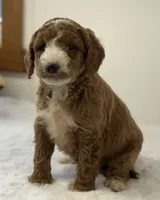 Sawyer, a male Miniature Goldendoodle for sale in Dundee, NY – Photo 7 of 10