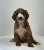 Sawyer, a male Miniature Goldendoodle for sale in Dundee, NY – Photo 6 of 10