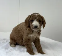 Sawyer, a male Miniature Goldendoodle for sale in Dundee, NY – Photo 10 of 10