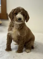 Sawyer, a male Miniature Goldendoodle for sale in Dundee, NY – Photo 8 of 10