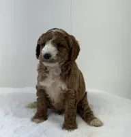 Sawyer, a male Miniature Goldendoodle for sale in Dundee, NY – Photo 4 of 10