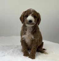 Sawyer, a male Miniature Goldendoodle for sale in Dundee, NY – Photo 3 of 10