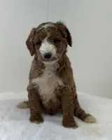 Sawyer, a male Miniature Goldendoodle for sale in Dundee, NY – Photo 2 of 10