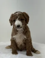 Sawyer, a male Miniature Goldendoodle for sale in Dundee, NY – Photo 1 of 10