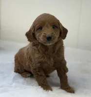 Sage, a female Miniature Goldendoodle for sale in Dundee, NY – Photo 4 of 9